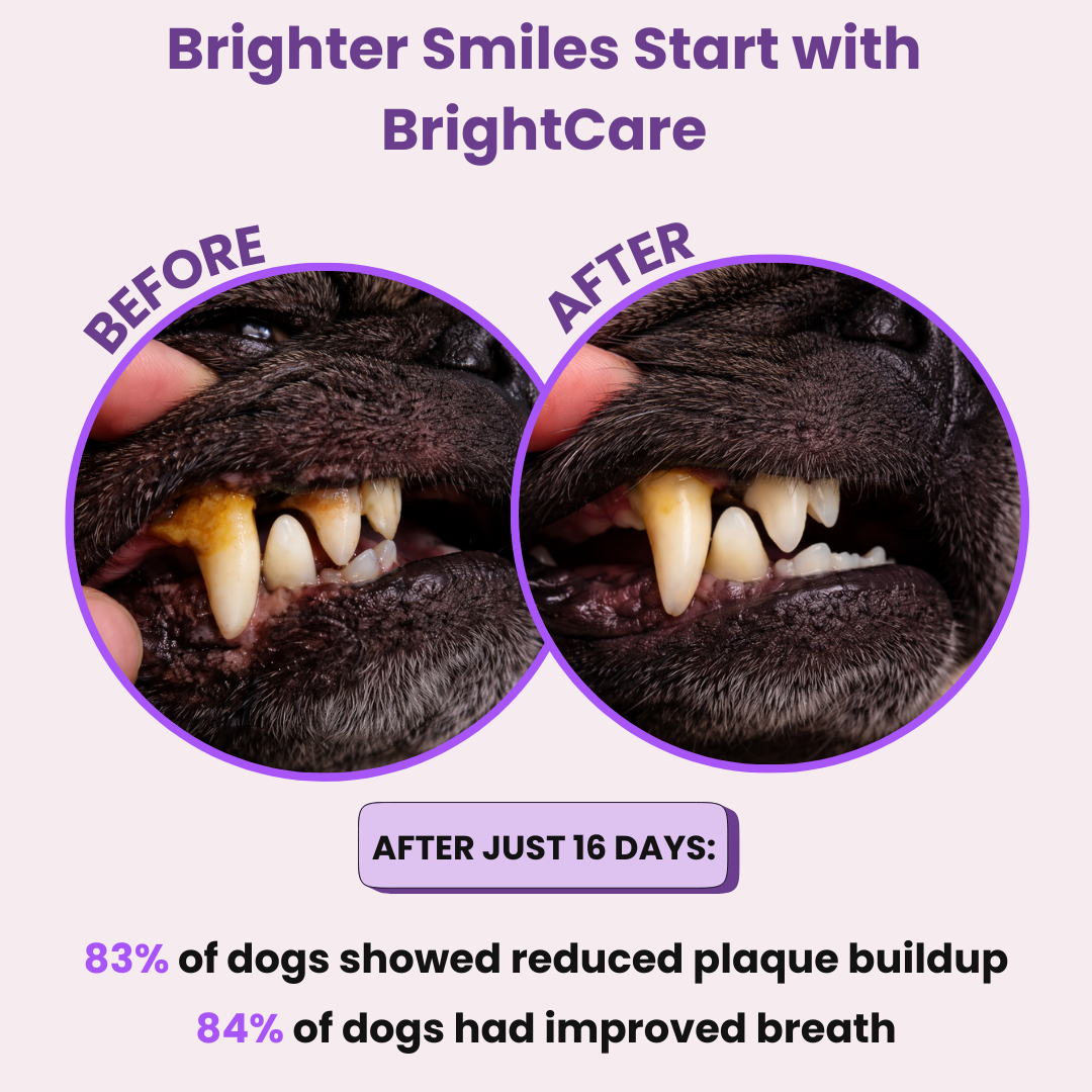 BrightCare™ Dog Dental Powder